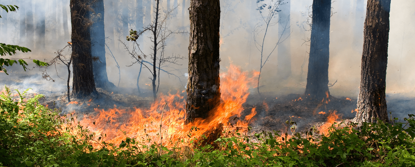 Ayudas para actuaciones de prevención de incendios forestales en Cantabria